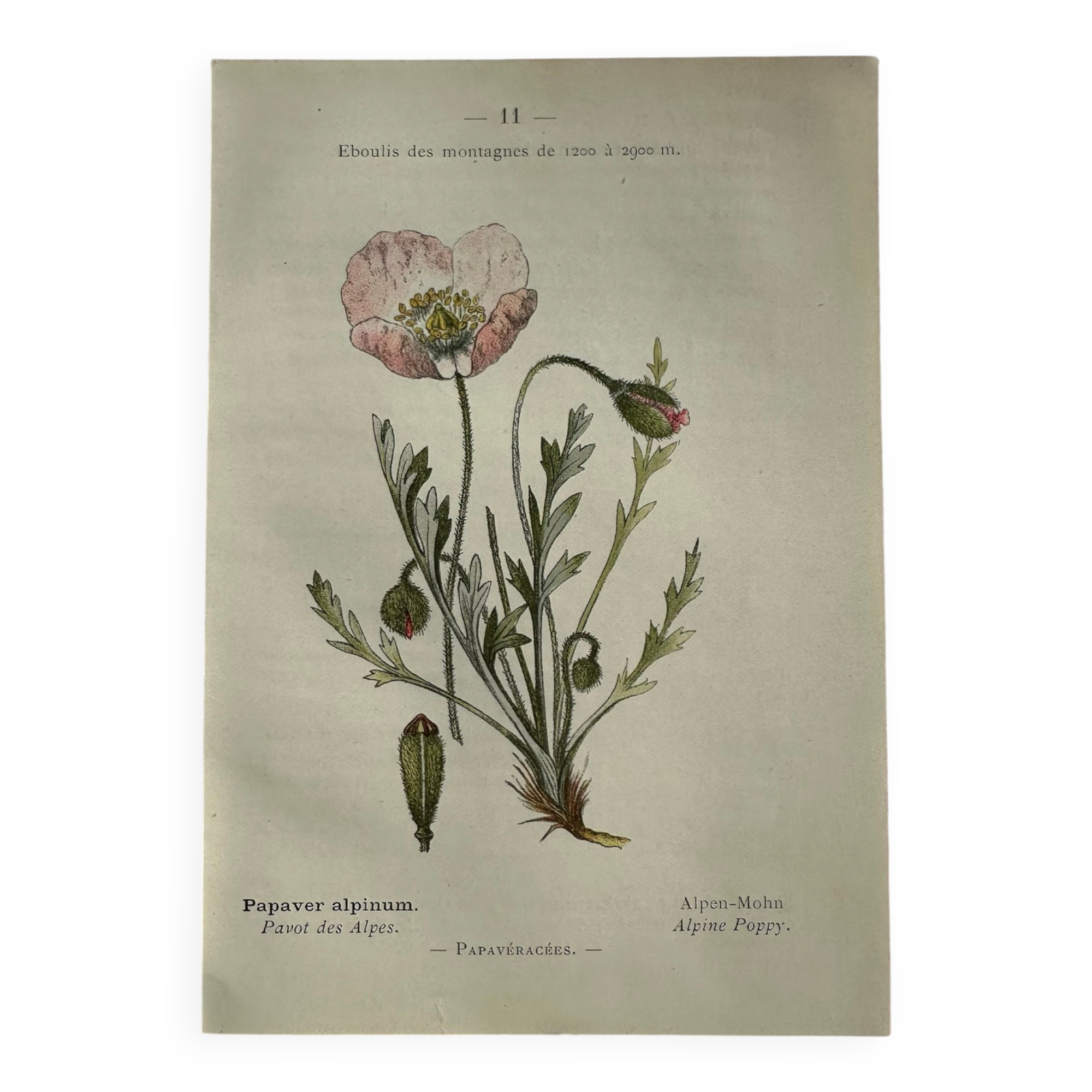 Planche Naturaliste – Gravure botanique ancienne 19eme  recto verso