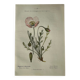 Planche Naturaliste – Gravure botanique ancienne 19eme  recto verso