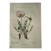Naturalist Plate – 19th Century Botanical Engraving, Double-Sided