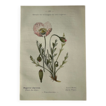 Naturalist Plate – 19th Century Botanical Engraving, Double-Sided