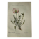 Planche Naturaliste – Gravure botanique ancienne 19eme  recto verso