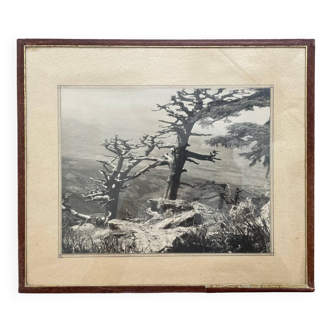 Silver print photograph, 1950 collection