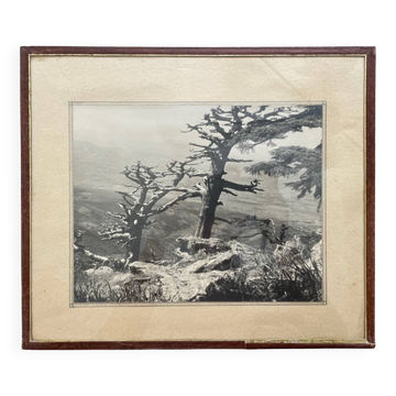 Silver print photograph, 1950 collection