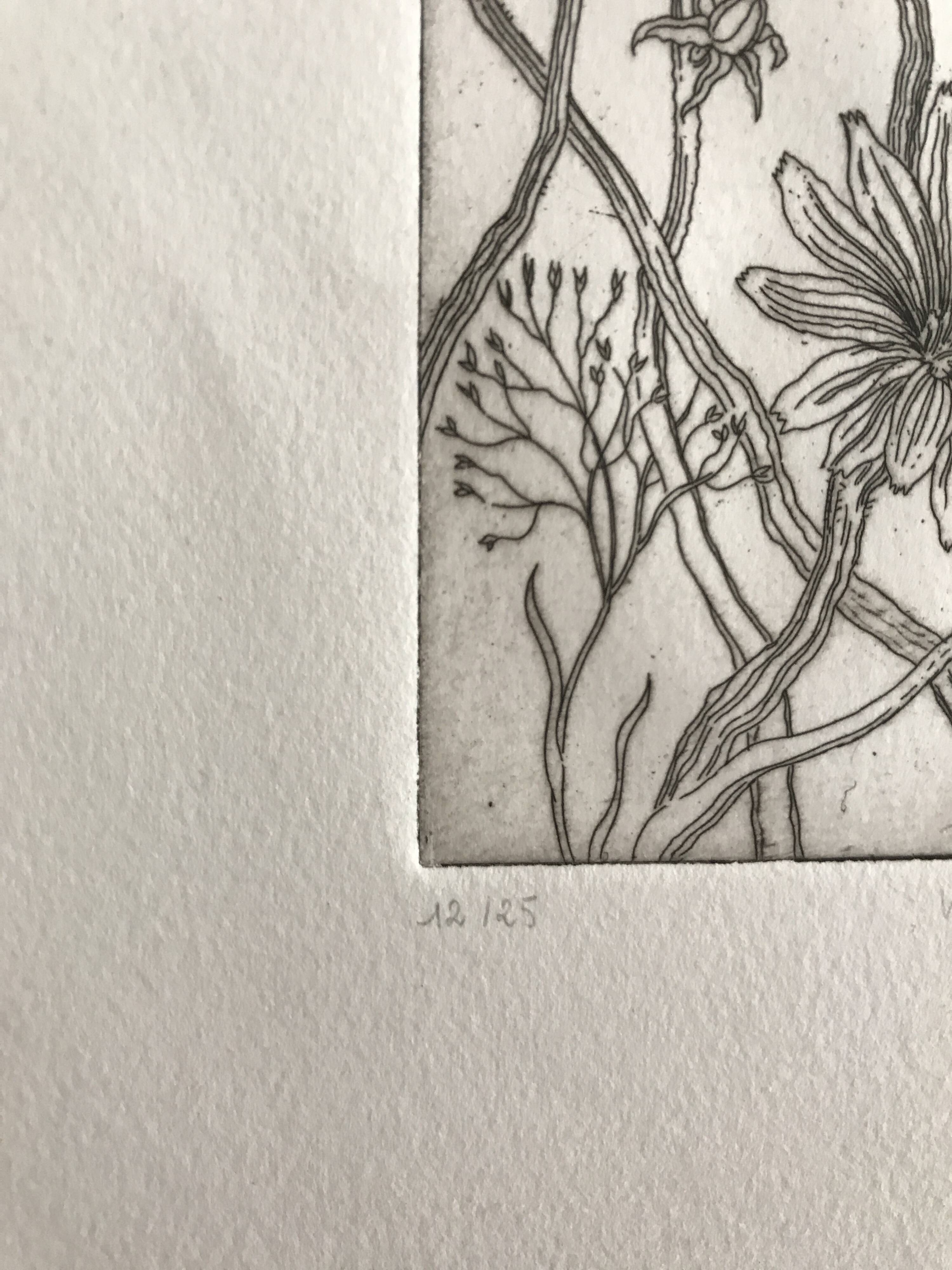 Vilayne hulné, study of clematis, 1984. original etching signed in pencil