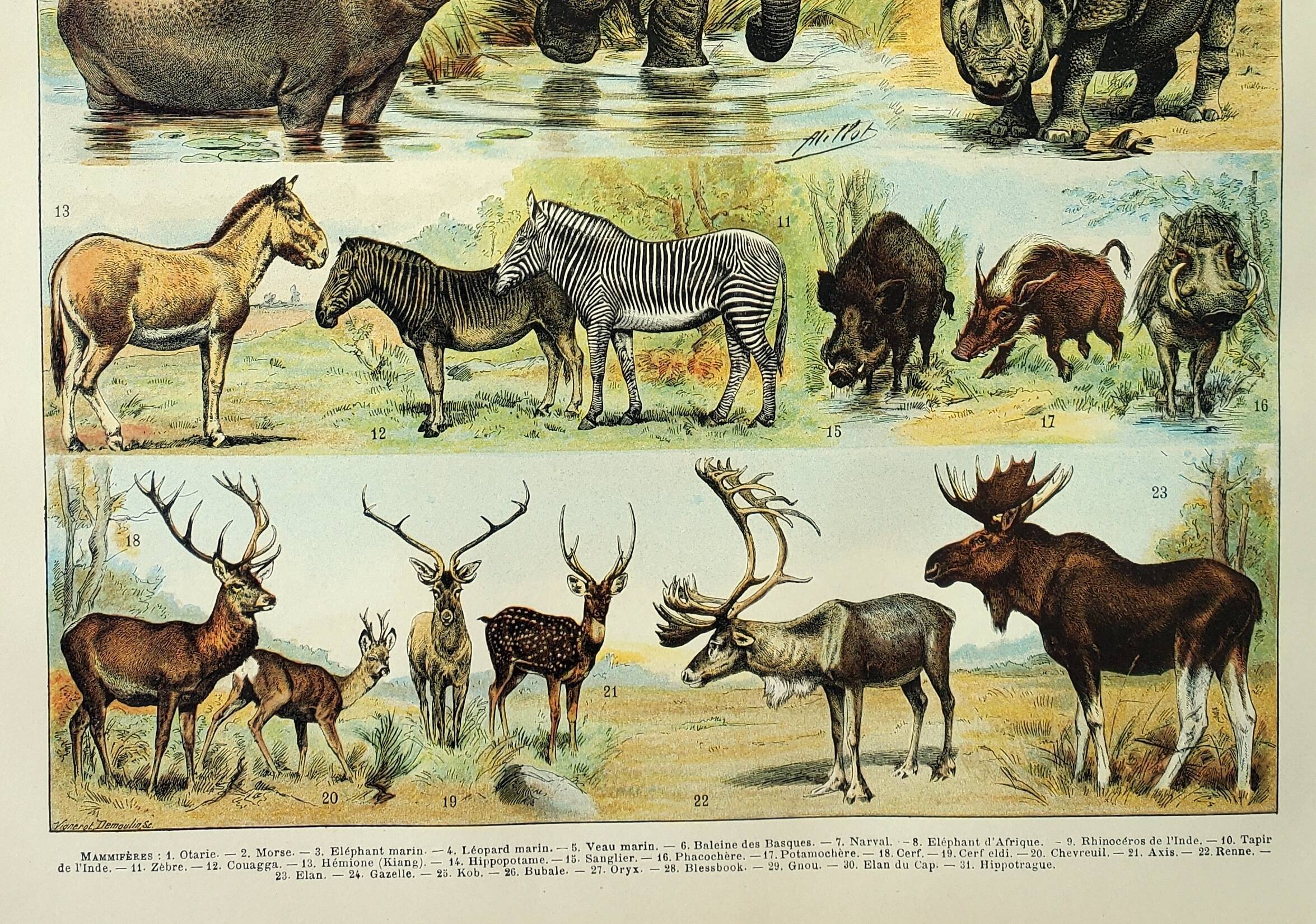 Antique engraving 1898, Mammals 1, animals, zoology • Lithograph, original illustration