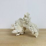 Old white coral 22 cm