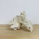 Old white coral 22 cm