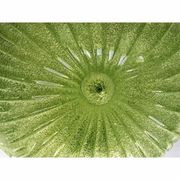 Green Murano Glass Italian Graniglia" Budino" Flush Mount in 70' Style