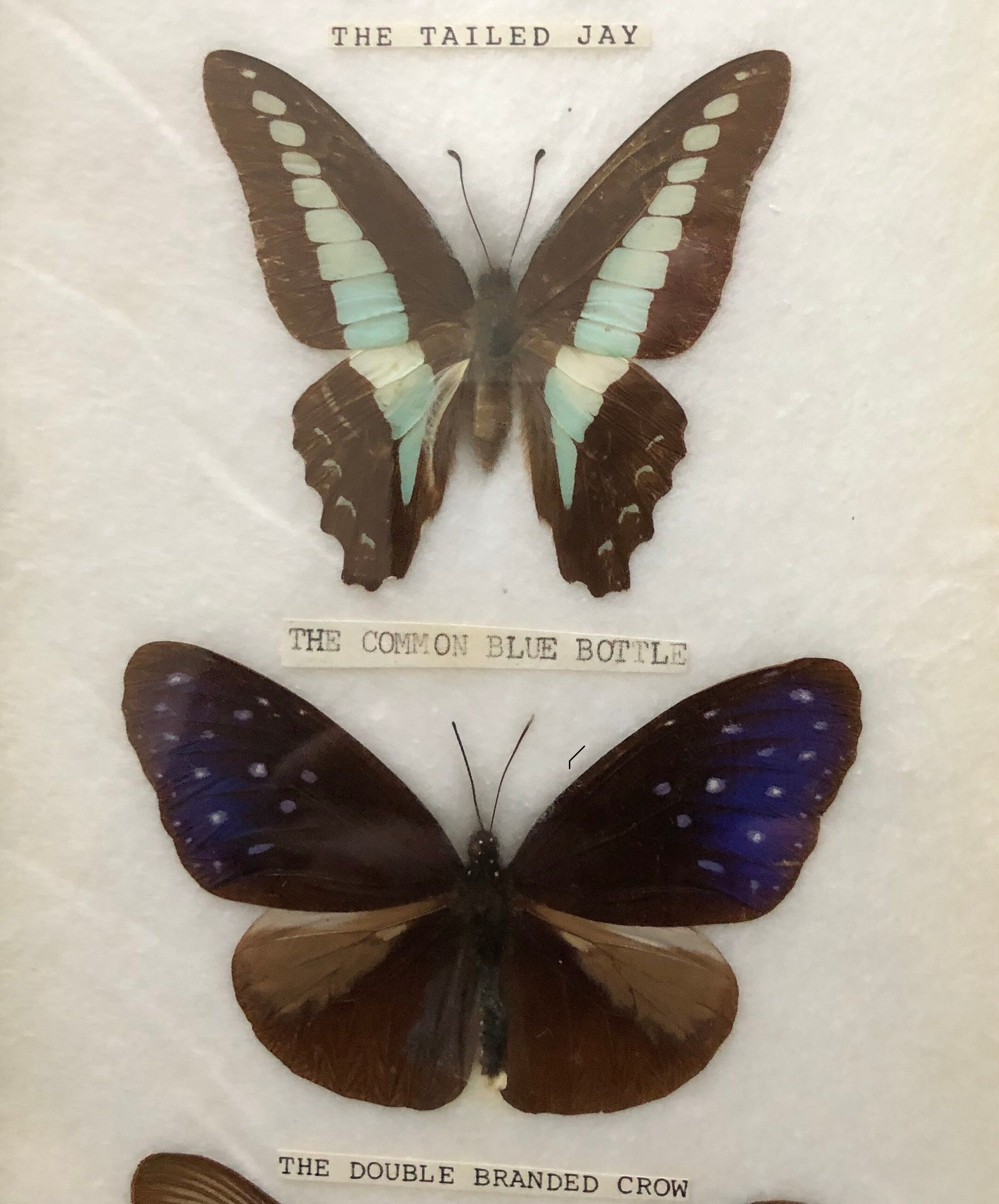 Naturalized butterflies