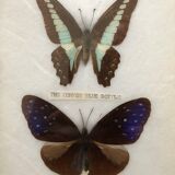 Naturalized butterflies