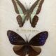 Naturalized butterflies