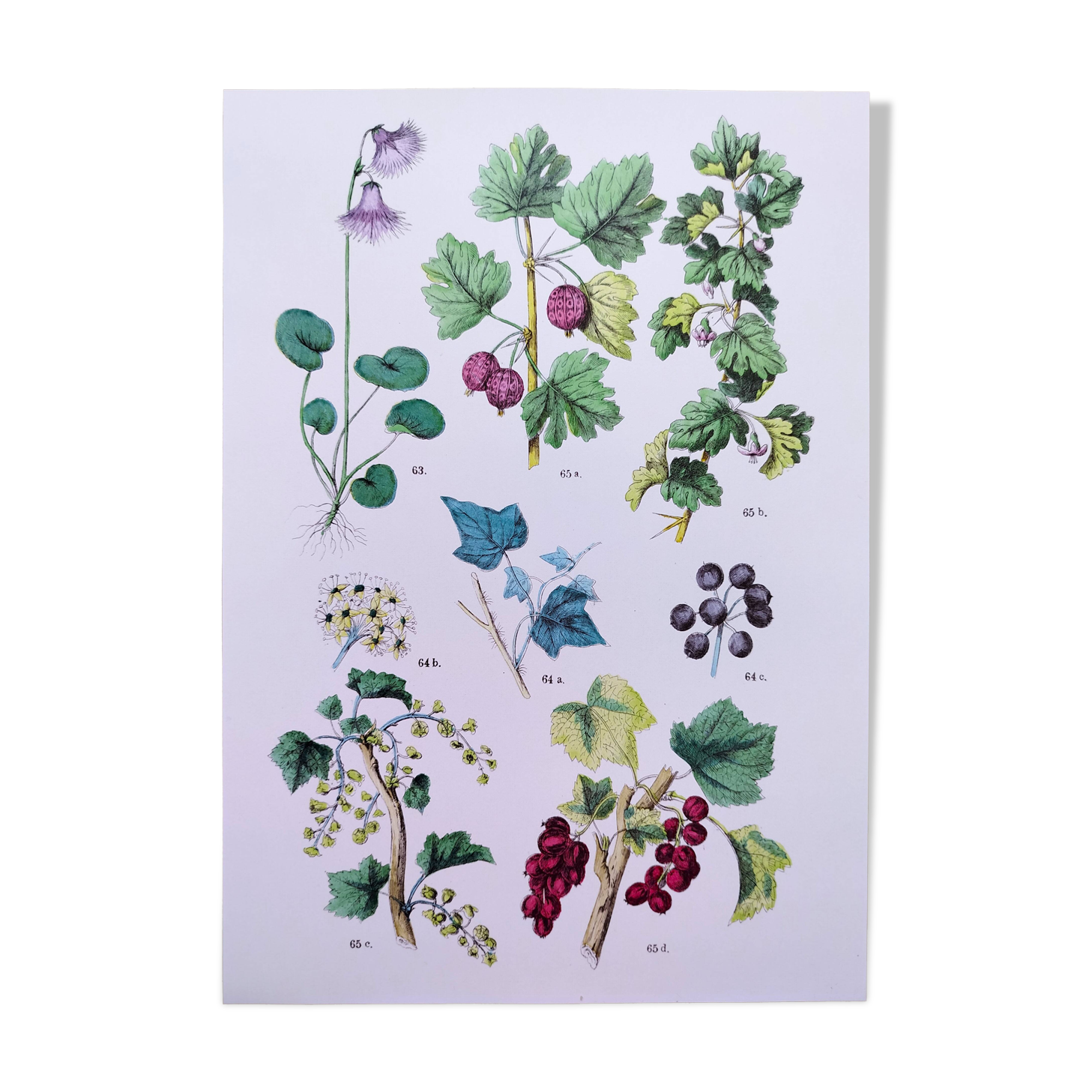 Poster about plants, based on an 1881 engraving "ivy"