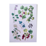 Poster about plants, based on an 1881 engraving "ivy"