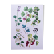 Poster about plants, based on an 1881 engraving "ivy"