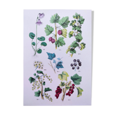 Poster about plants, based on an 1881 engraving "ivy"