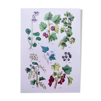 Poster about plants, based on an 1881 engraving "ivy"