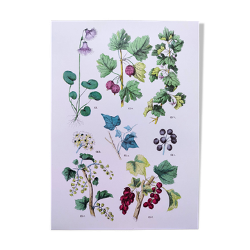 Affiche sur les plantes, d'après une gravure de 1881 "lierre"