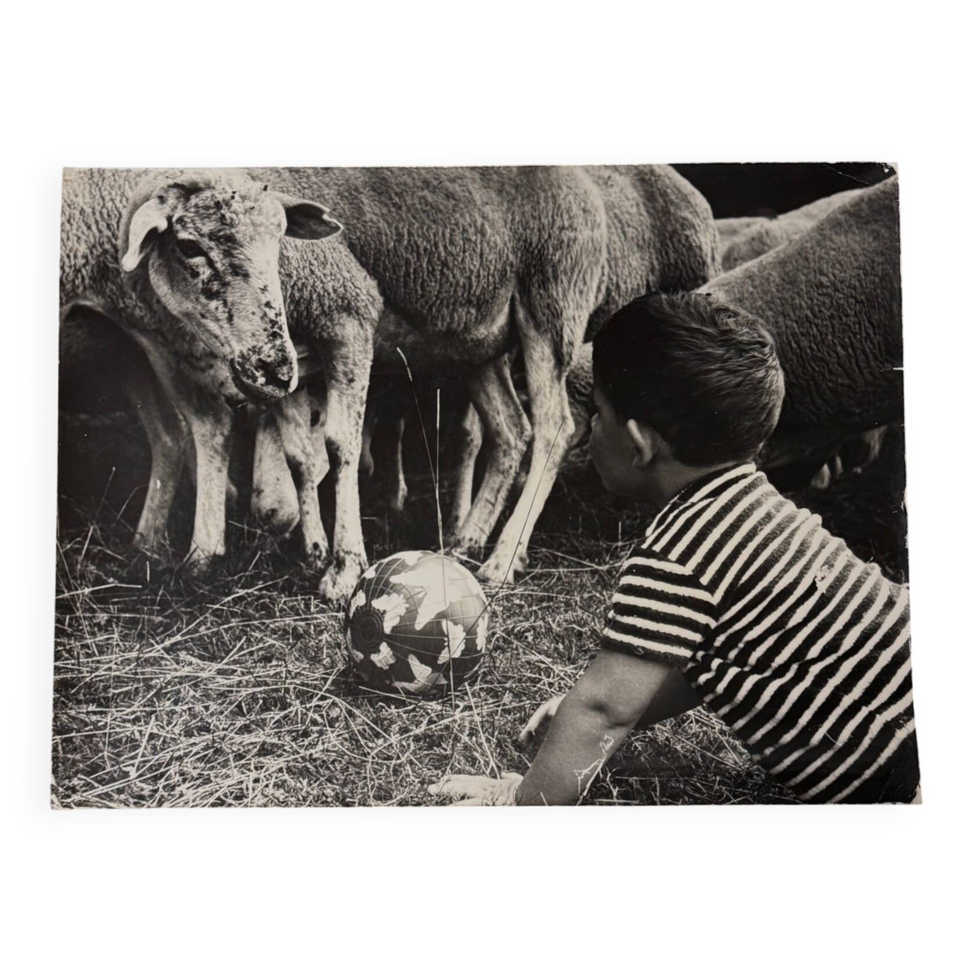 Black and white photo from 1960 depicting a child and sheep.