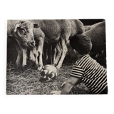 Black and white photo from 1960 depicting a child and sheep.