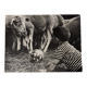 Black and white photo from 1960 depicting a child and sheep.