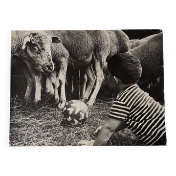 Black and white photo from 1960 depicting a child and sheep.
