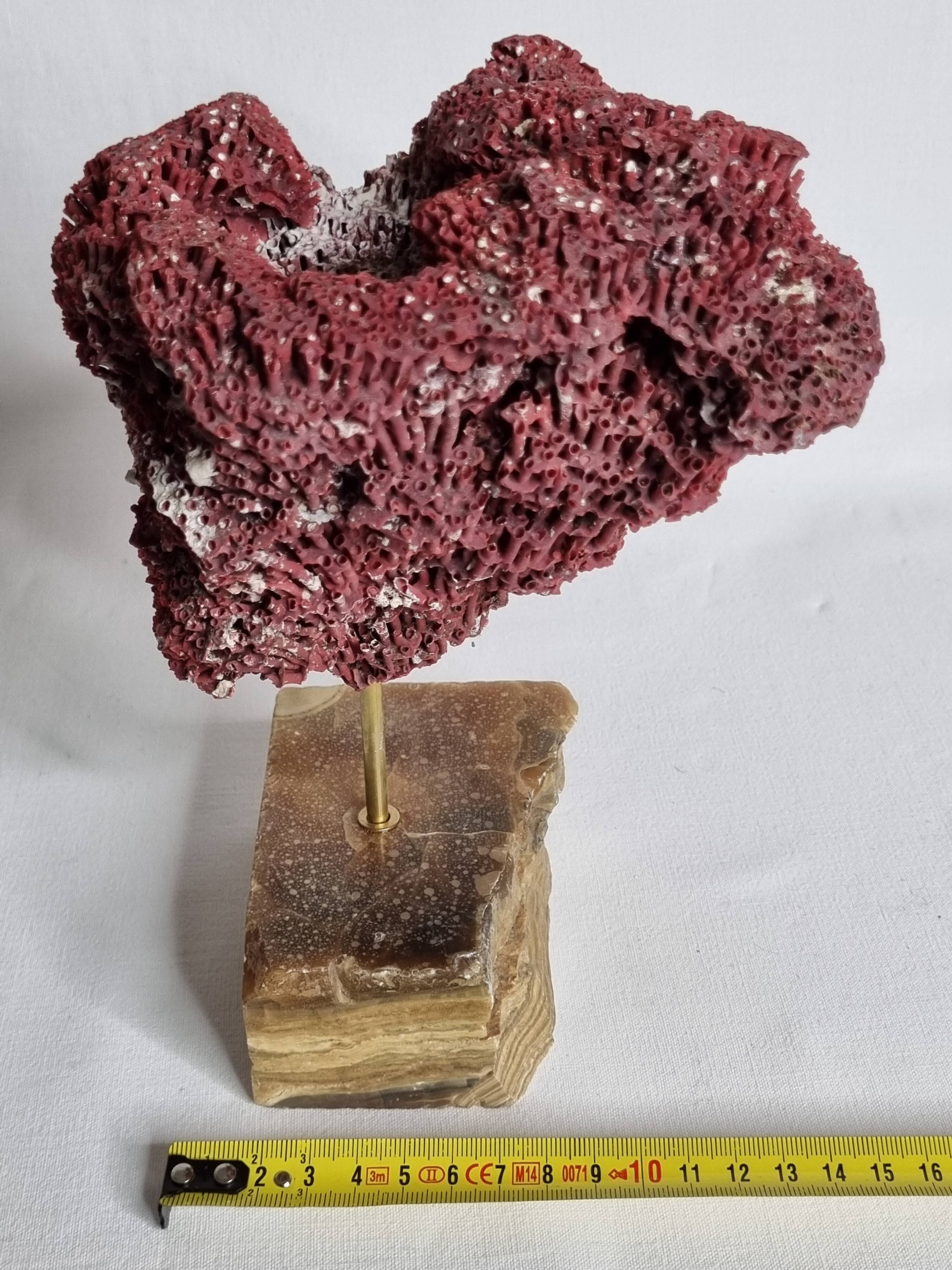 Ornamental coral on base Tubipora musica, 22 cm