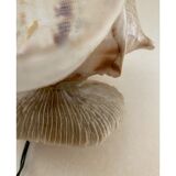 Shell lamp