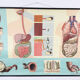 Educational pull-down Jung Koch school map human anatomy chart