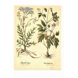 Old illustration 1959 - Filipendula. Botanical plate medicinal flower.