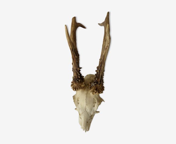 Deer massacre trophy