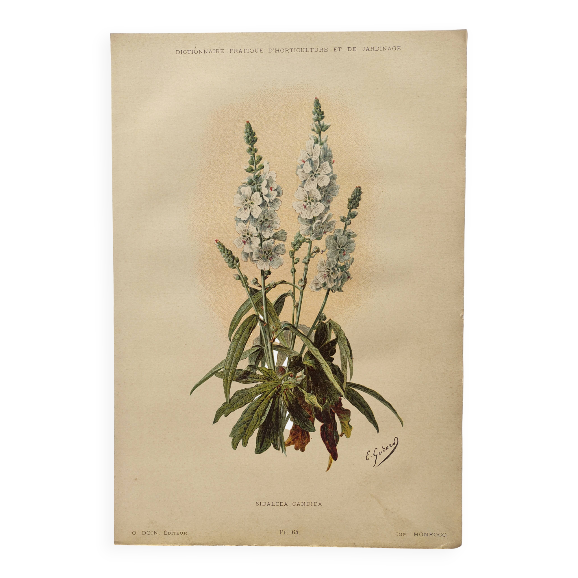 Gravure botanique de 1897 - Sidalcea Candida - Planche originale . Lithographie ancienne de fleur