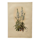 Gravure botanique de 1897 - Sidalcea Candida - Planche originale . Lithographie ancienne de fleur