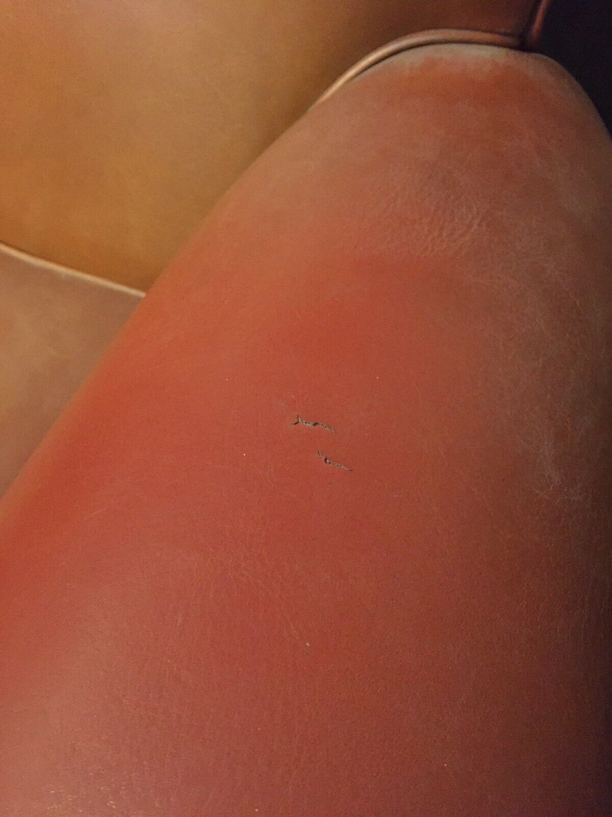 Club armchair moustache in brown leather