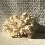 White coral branch