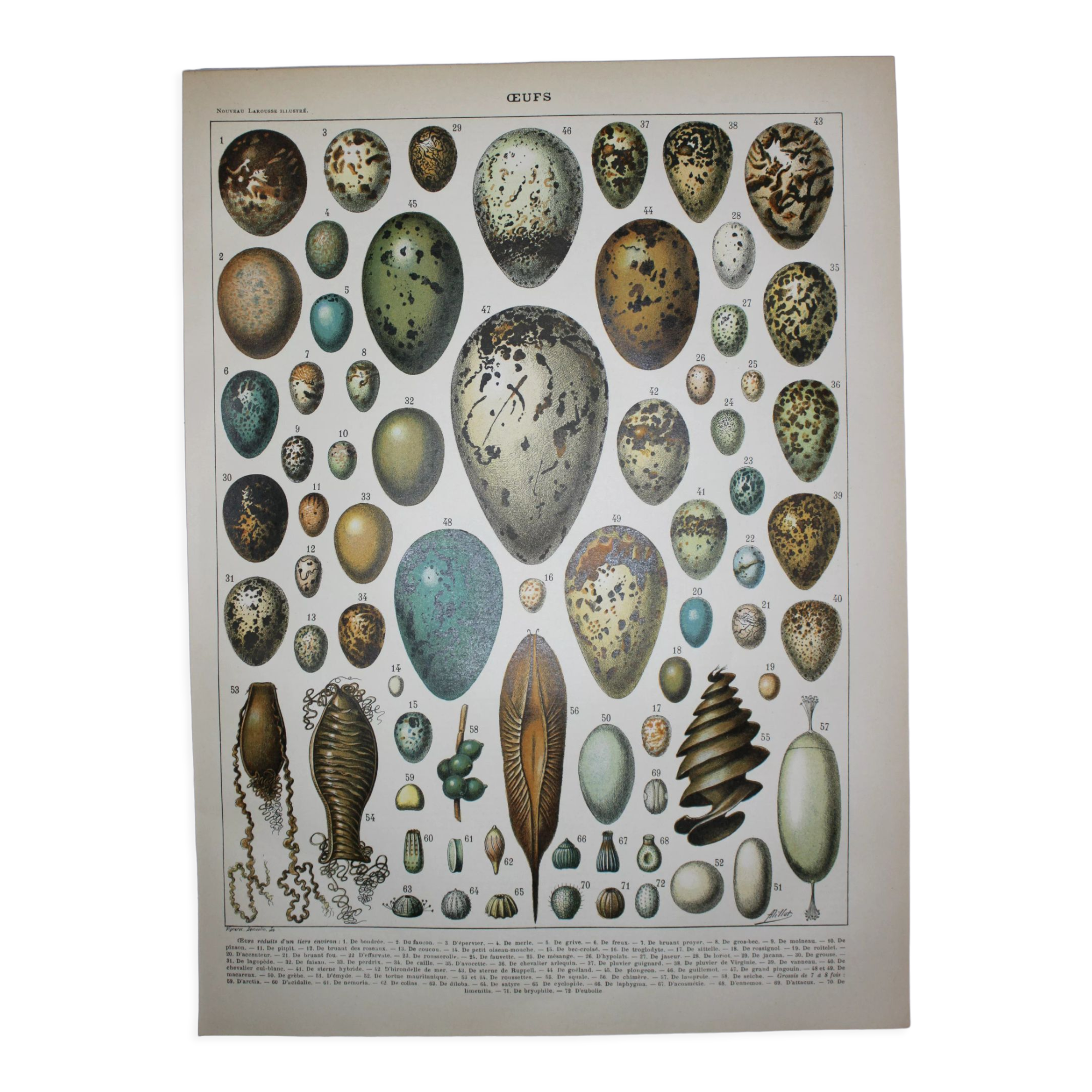 Lithograph • eggs, birds, animals, zoology • Original lithograph from 1898
