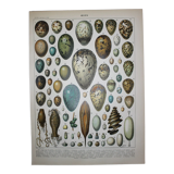 Lithograph • eggs, birds, animals, zoology • Original lithograph from 1898