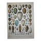 Lithograph • eggs, birds, animals, zoology • Original lithograph from 1898