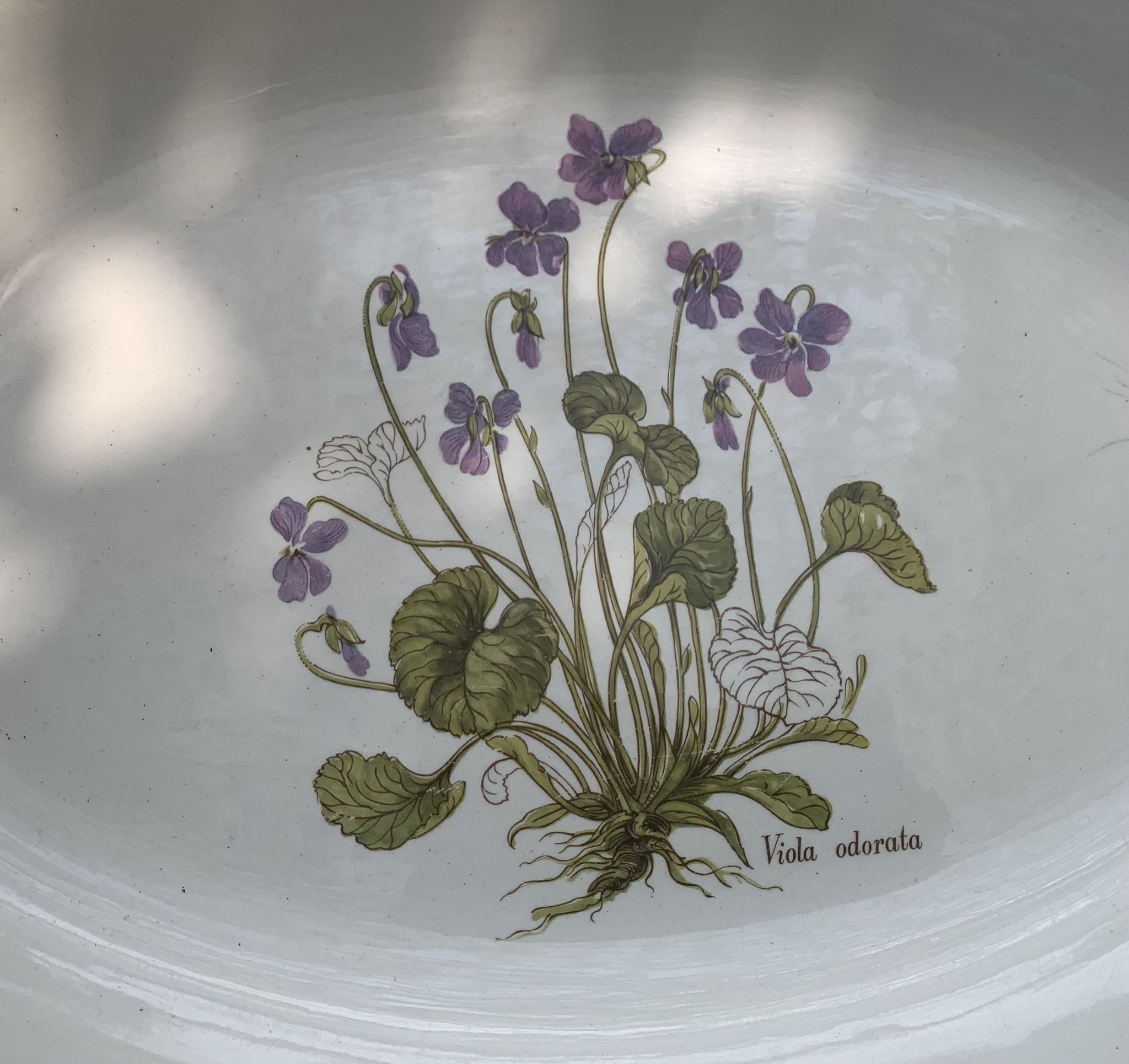 Serving dish in earthenware herbarium model, viola odorata mill of wolves orchies france vintage