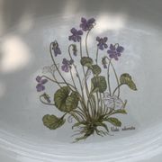 Serving dish in earthenware herbarium model, viola odorata mill of wolves orchies france vintage