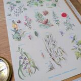 Printed in 1967, calming plants.