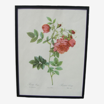 Botanical poster - roses of pierre-joseph redouté