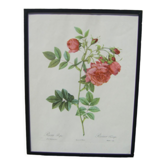 Affiche botanique - roses de pierre-joseph redouté