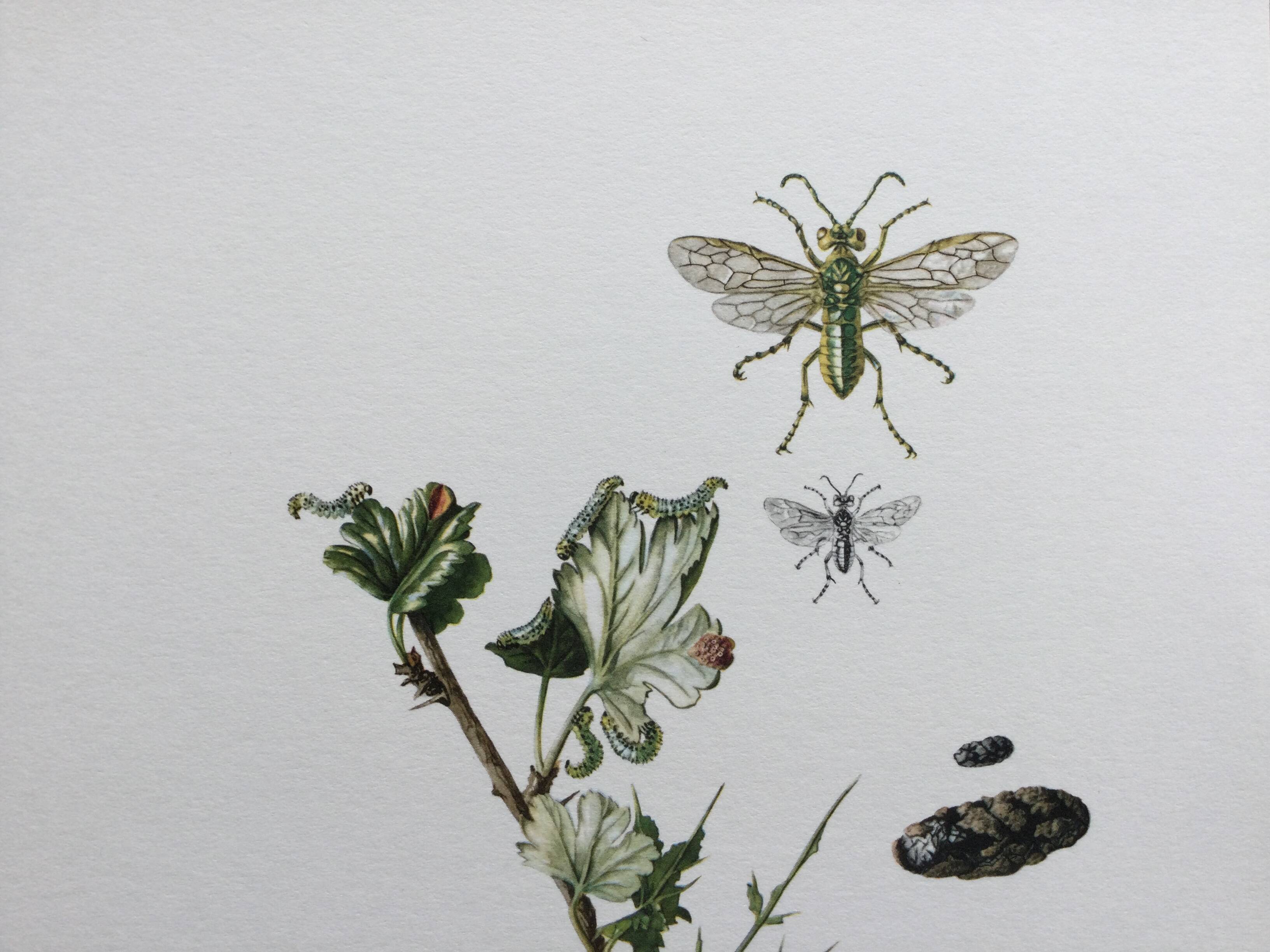 Antique illustration "insects", Vintage print, 1960s