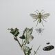 Antique illustration "insects", Vintage print, 1960s