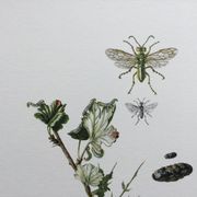 Antique illustration "insects", Vintage print, 1960s