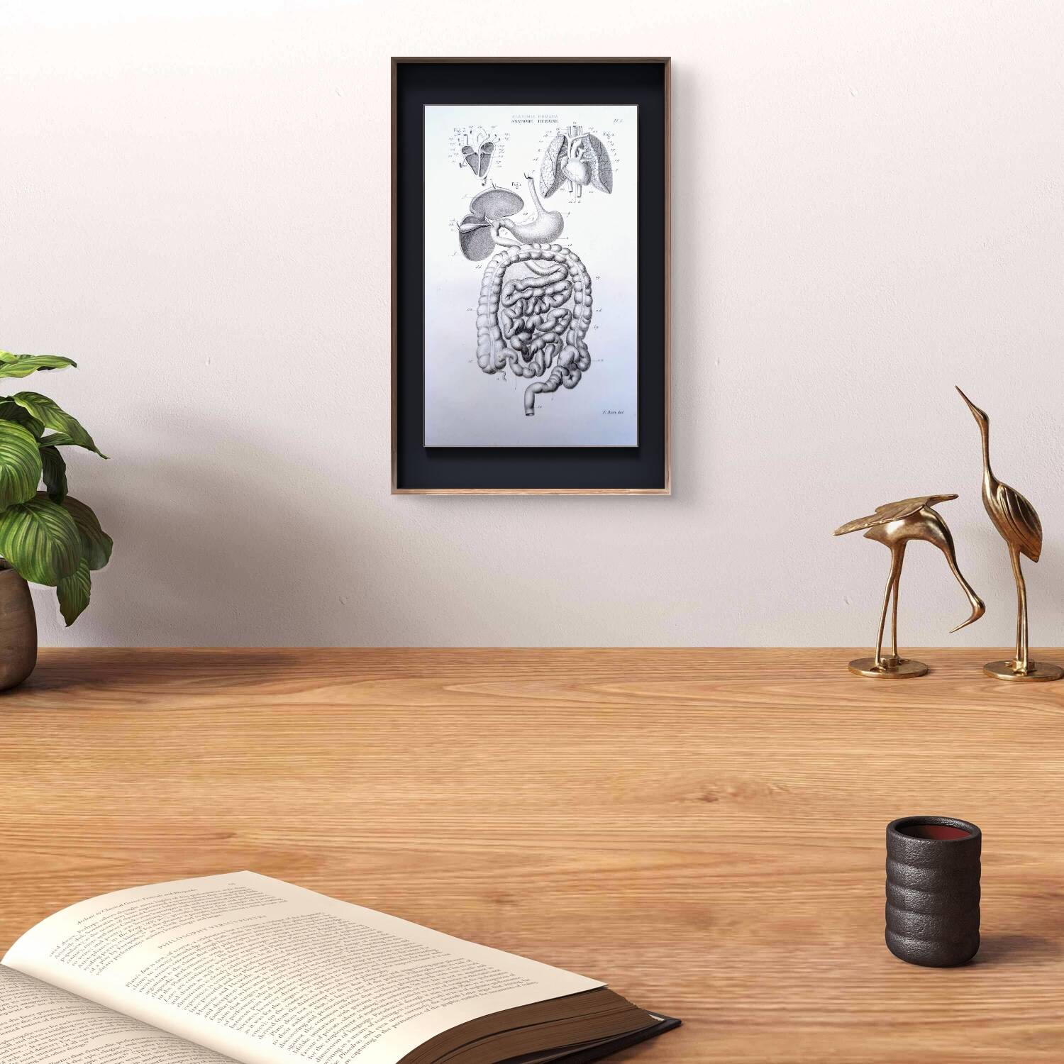 Printed in 1851, Digestive system, heart and lungs.