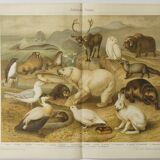 Antique print - Fauna and animals of the Arctic - Original poster from 1909