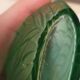 Green Lalique vase
