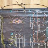 Educational poster La Moëlle épinière Auzoux P. Sougy