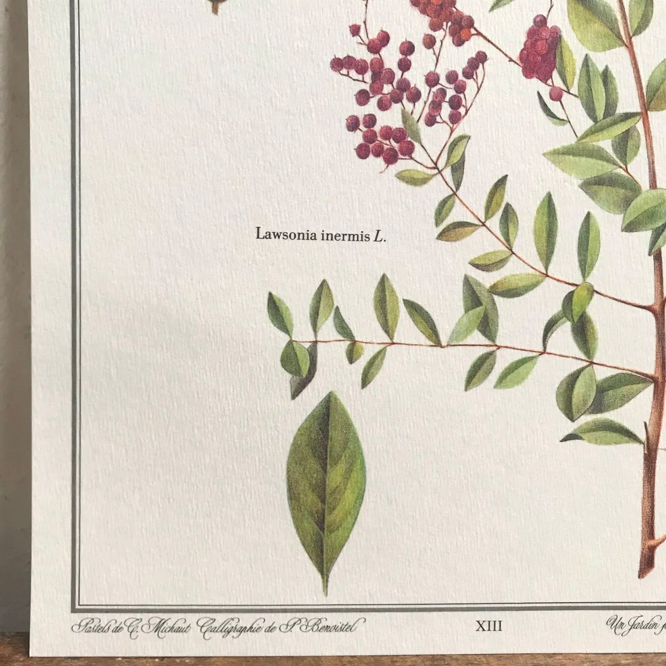 Botanical plate henna